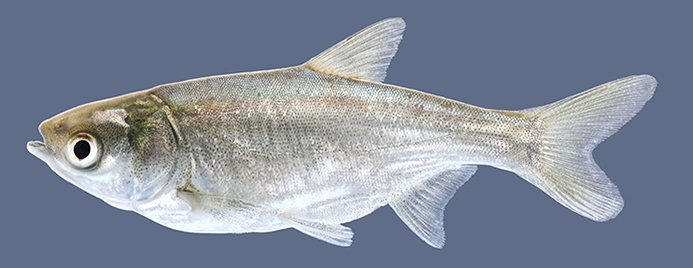 silver carp