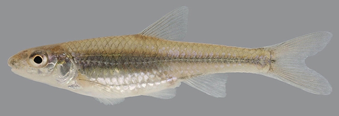 silverjaw minnow