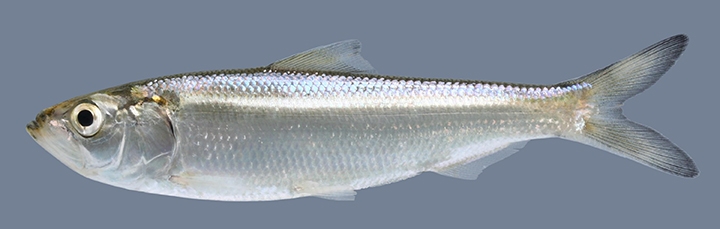 WAFSkipjackHerring