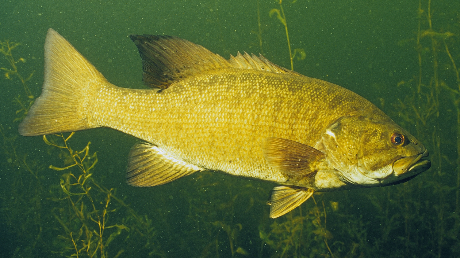 Smallmouth Bass Underwater