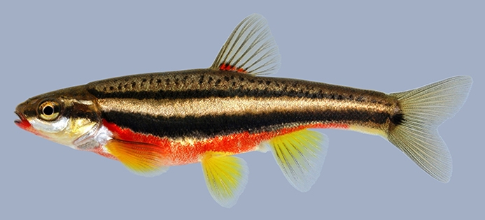 southern redbelly dace