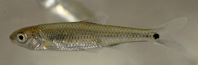 Spottail Shiner Underwater