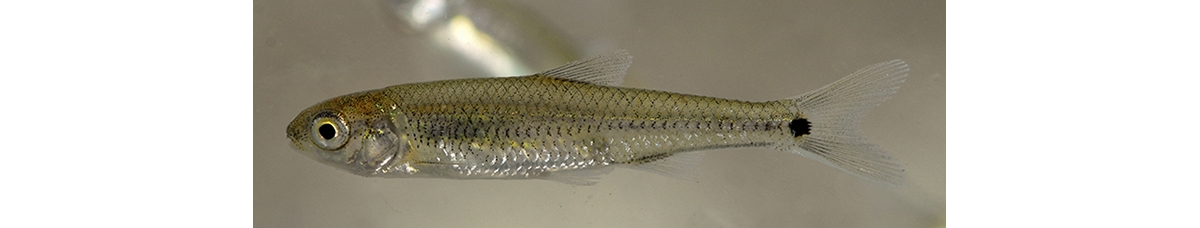 spottail shiner