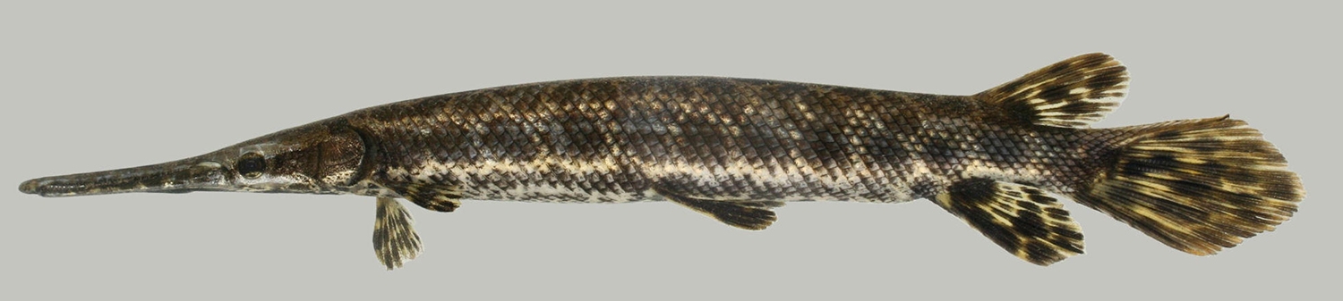 spotted gar