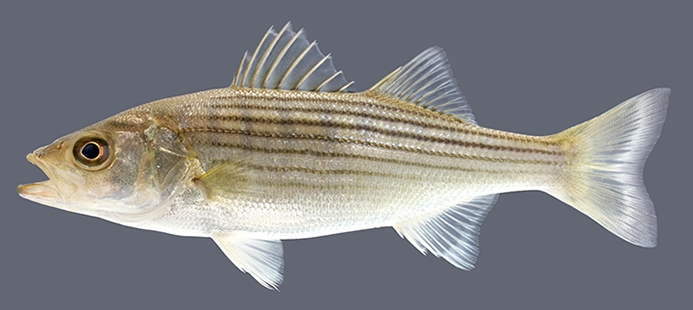 striped bass