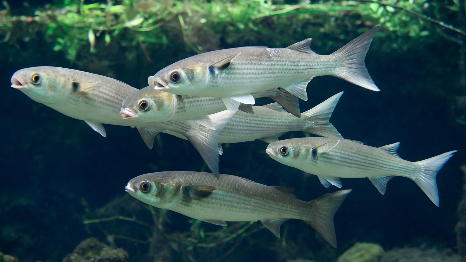 Striped Mullet Underwater