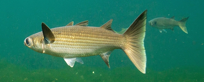 striped mullet