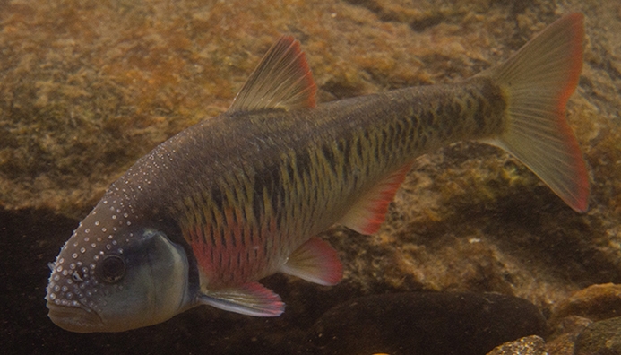 Striped Shiner Underwater