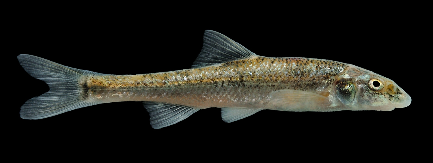 Sturgeon Chub, (Macrhybopsis gelida):

Mississippi River @ Bumgard Island, Alexander County, Illinois.

DSC_8979(2)