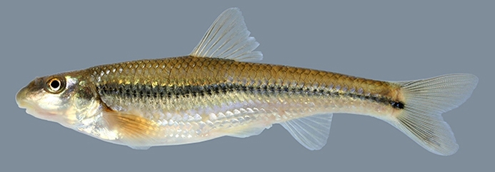 suckermouth minnow