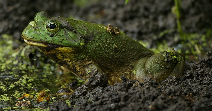 American bullfrog (Lithobates catesbeianus) Photo © Illinois Department of Natural Resources