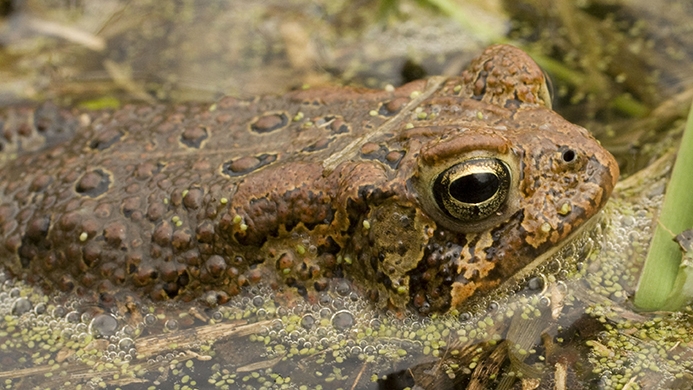 american toad