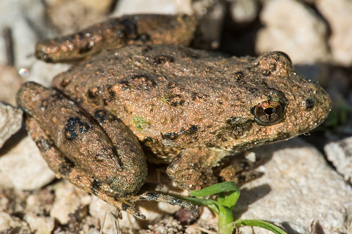 WAFTBlanchardsCricketFrog-MKR.jpg