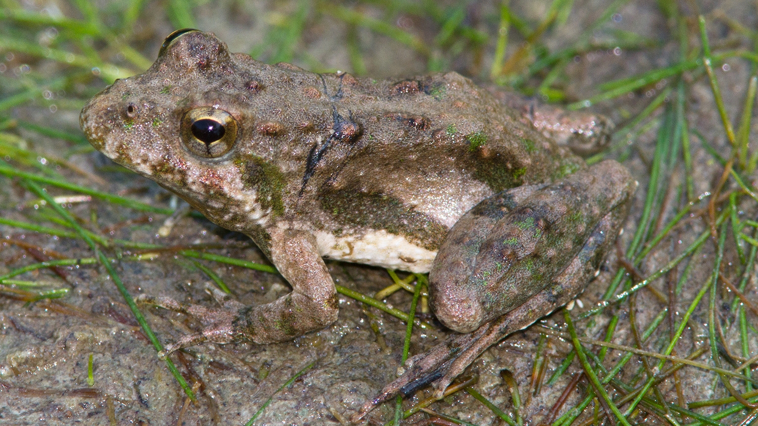 Blanchard's Cricket Frog
