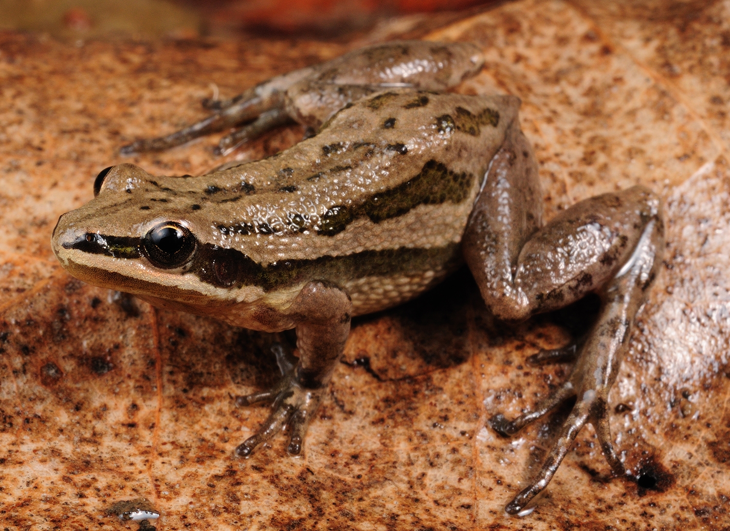 boreal chorus frog