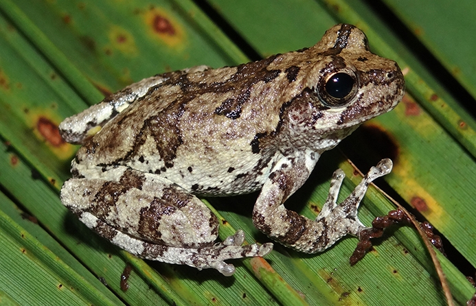Cope's Gray Treefrog