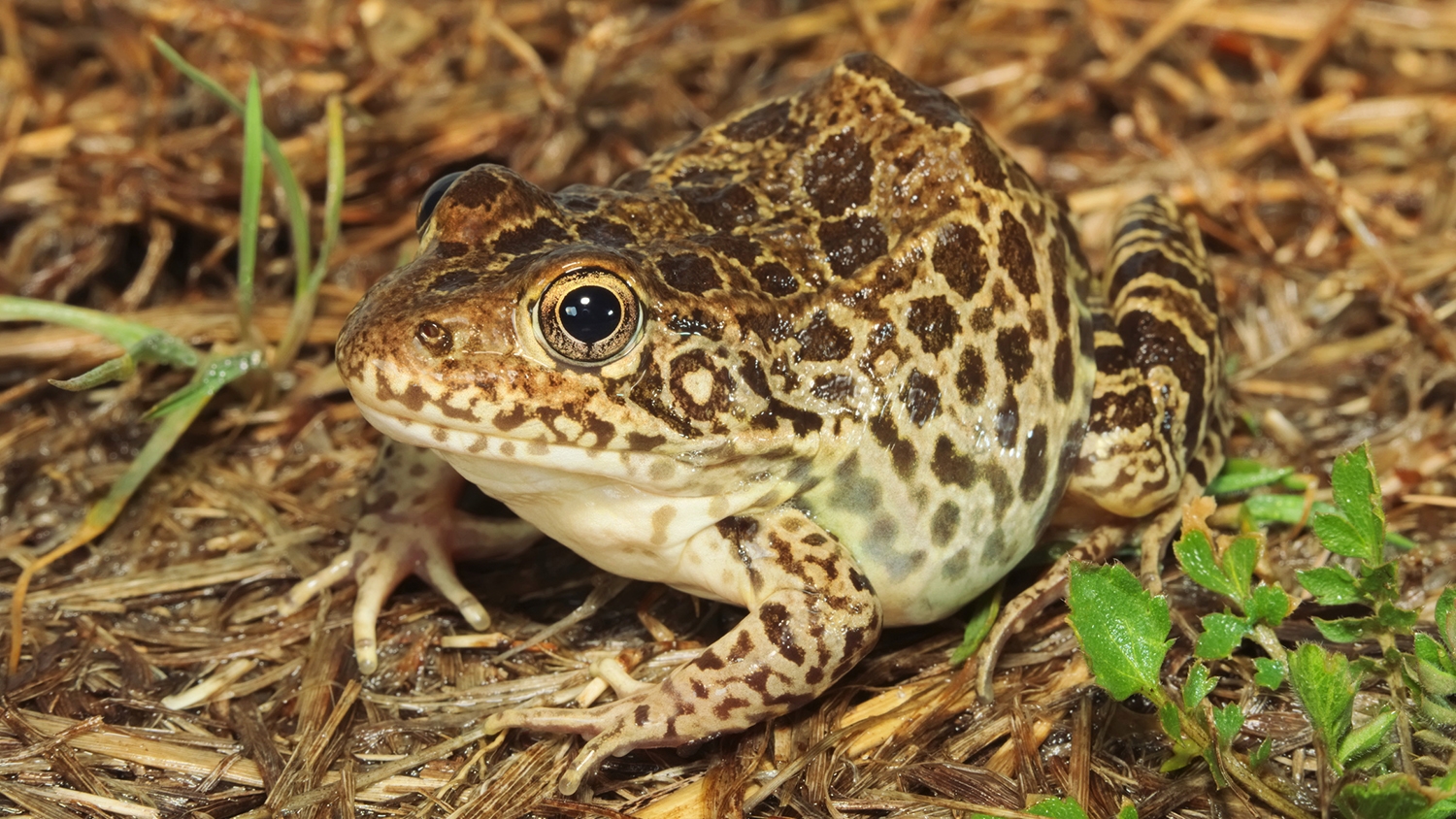 crawfish frog