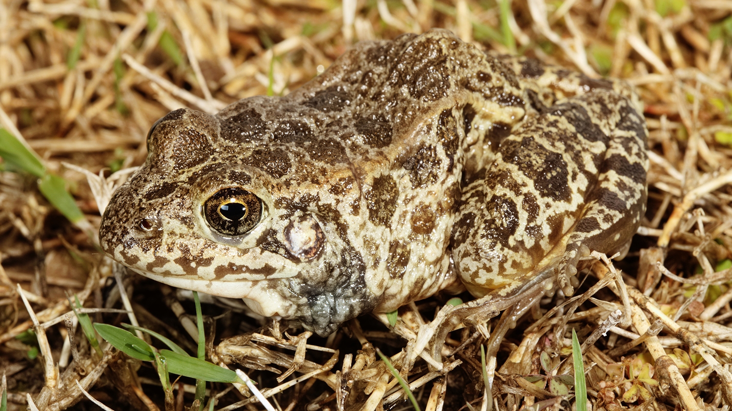 crawfish frog