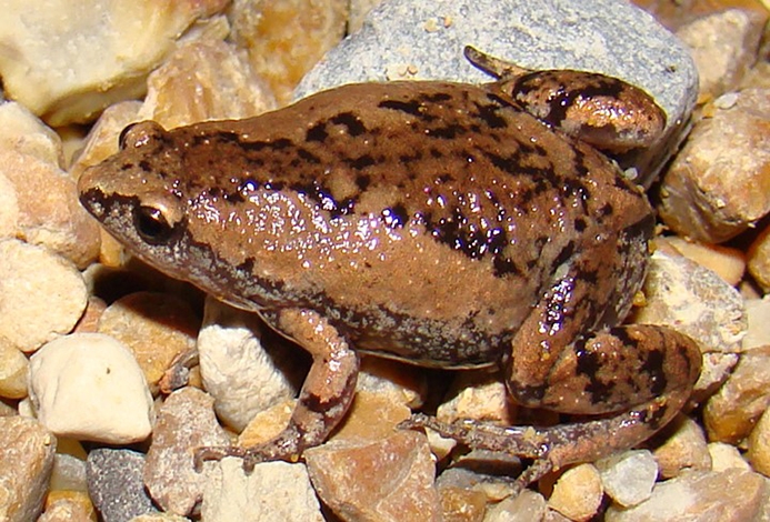 WAFTEasternNarrowmouthedToad-BG.jpg