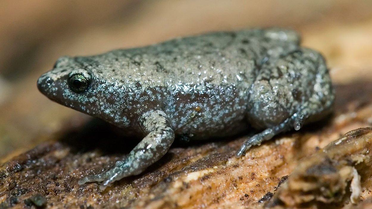 eastern narrow-mouthed toad
