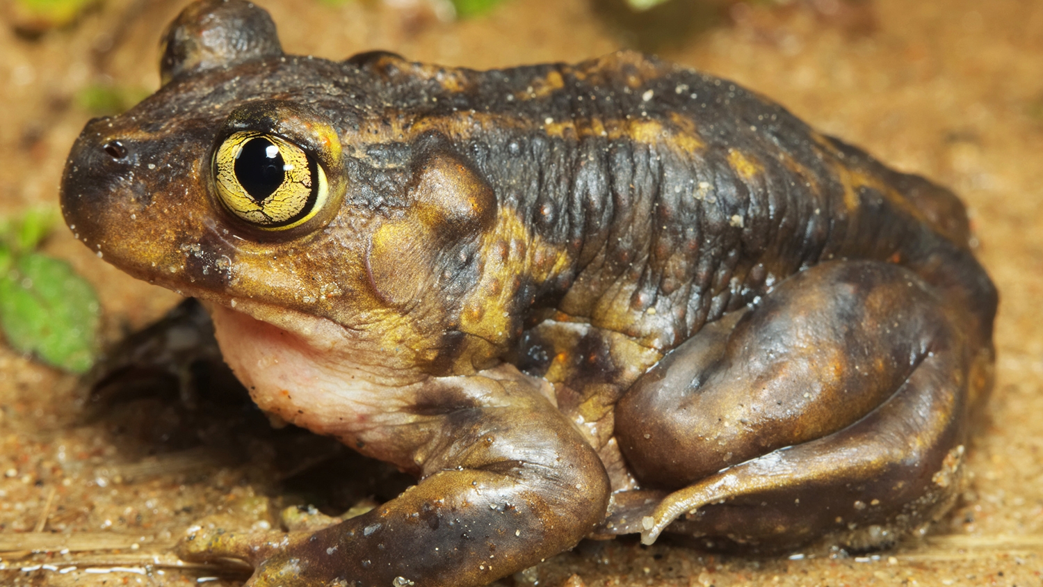 eastern spadefoot