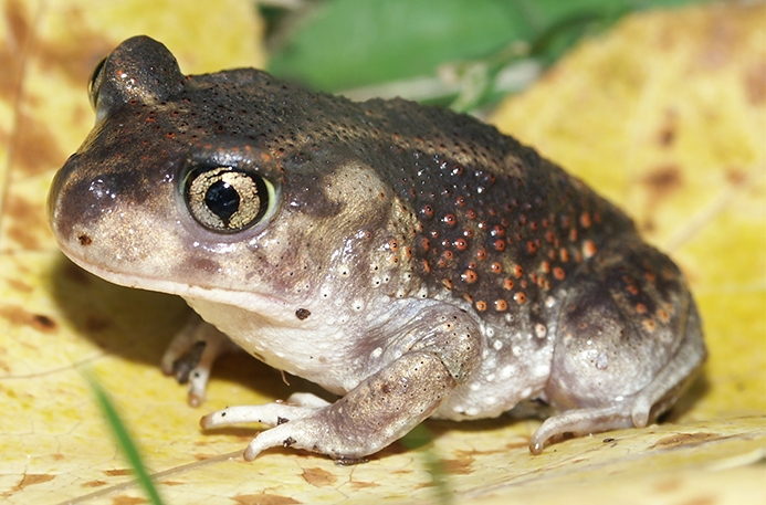 WAFTEasternSpadefoot-P5.jpg