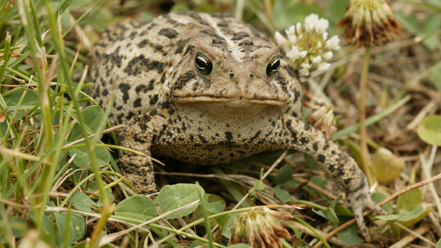 Fowler's toad