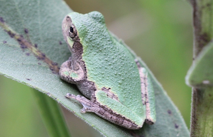 WAFTGrayTreefrog-JB.JPG