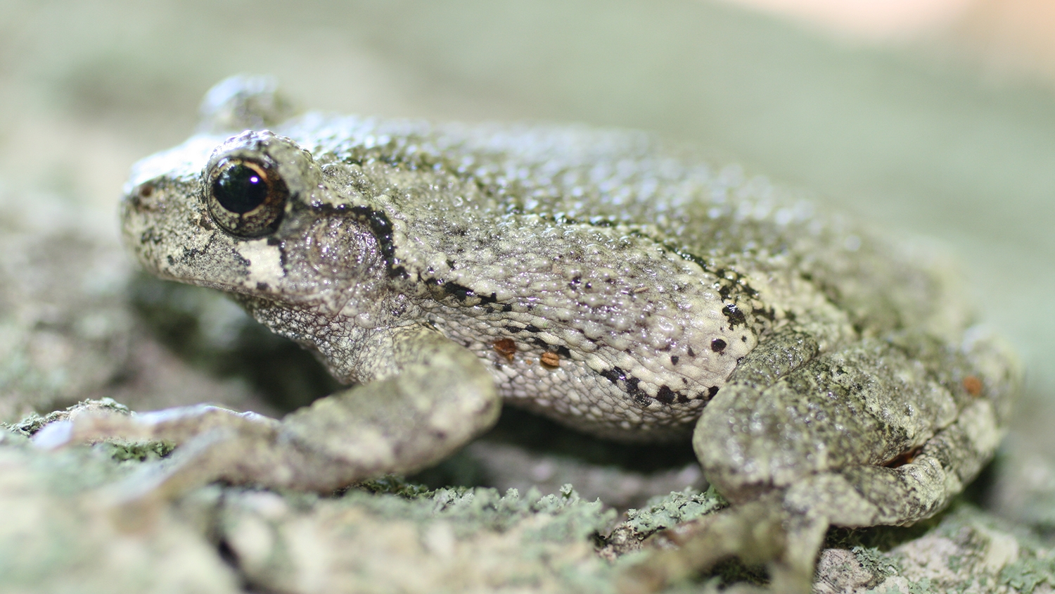 Gray Tree Frog
