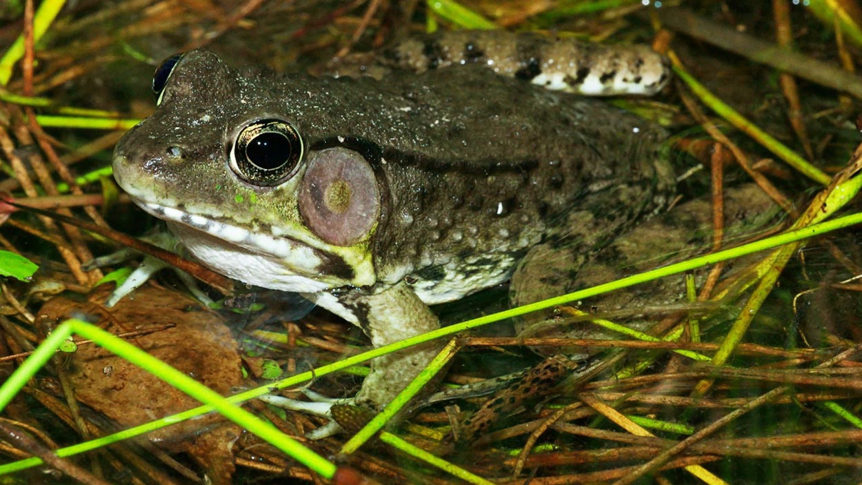 green frog
