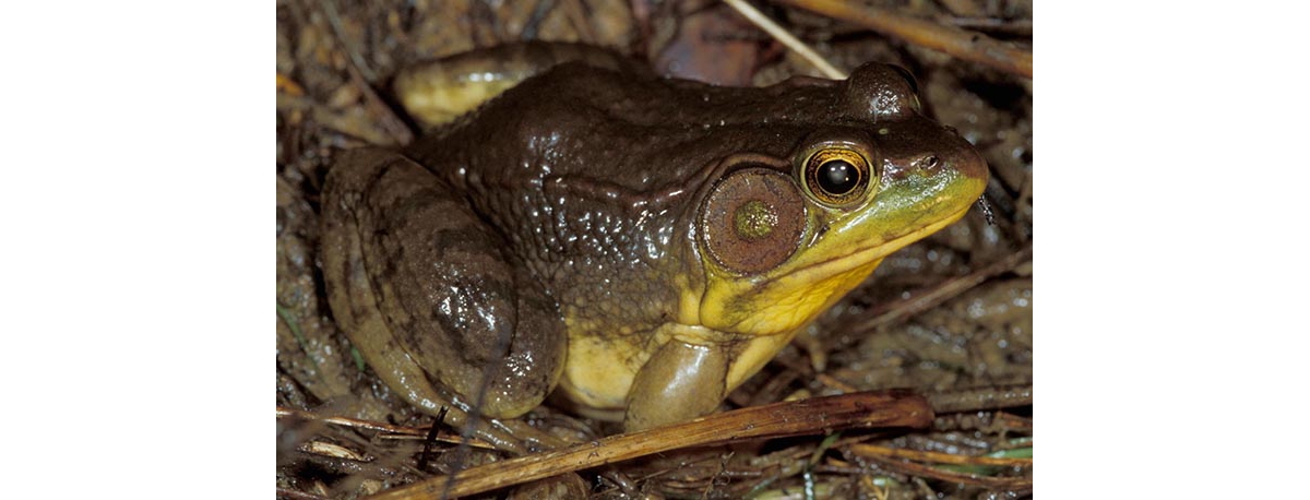 DNR: Fish & Wildlife: Green Frog