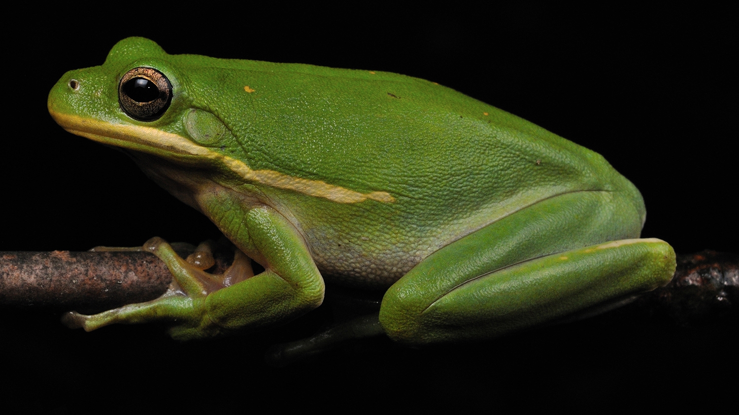 green treefrog