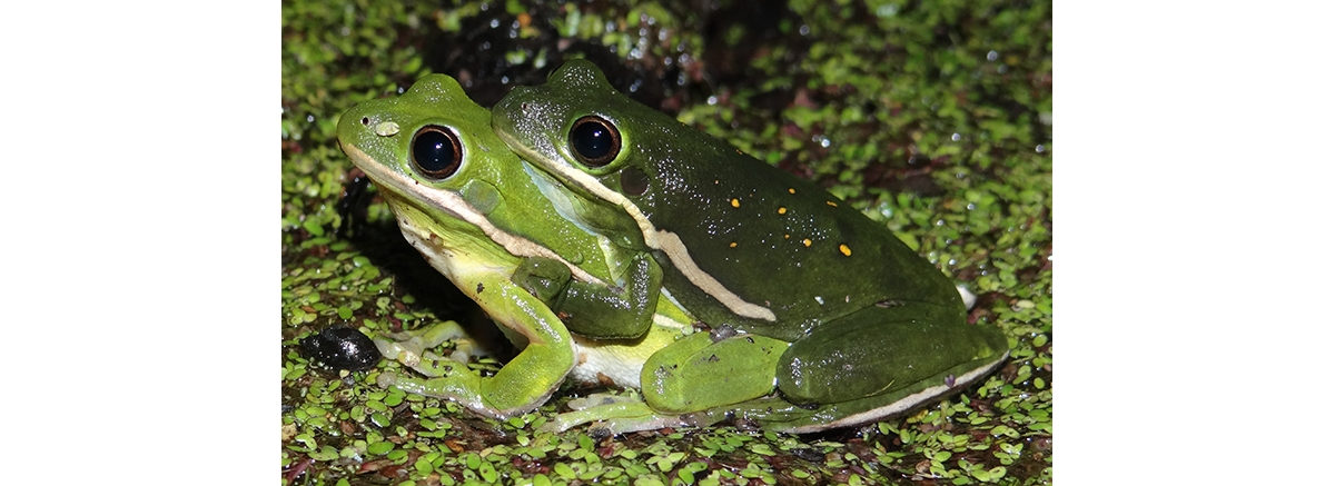 green tree frog