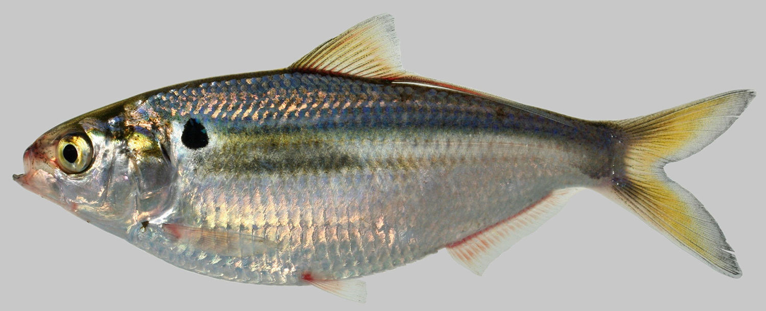 STORM Kunstköder Storm Arashi Glide Bait 19cm 88g - Swimbait