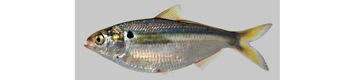 Threadfin Shad