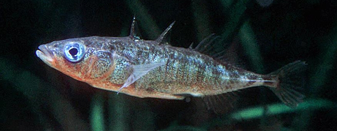 three spine stickleback