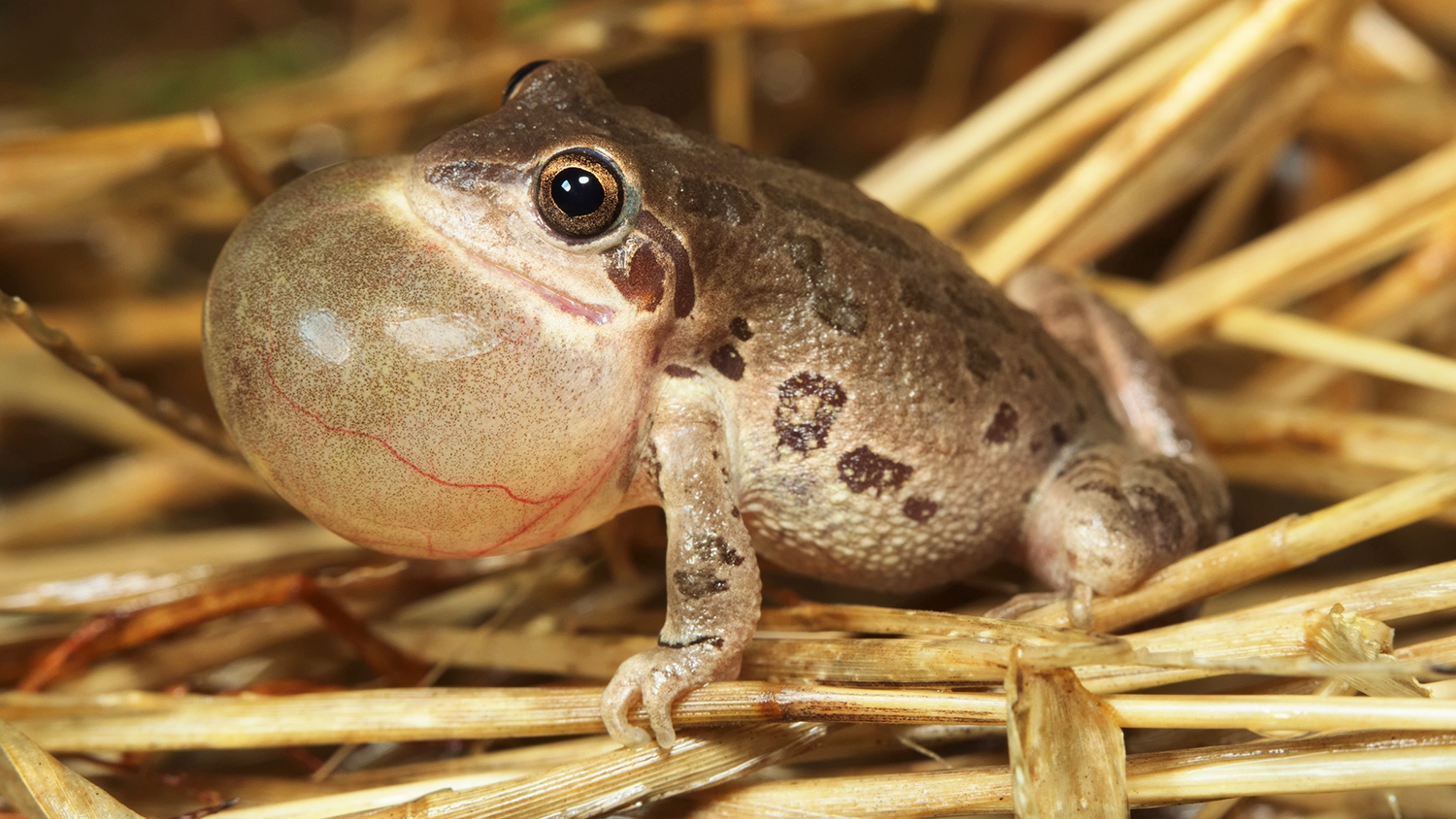 Illinois chorus frog
