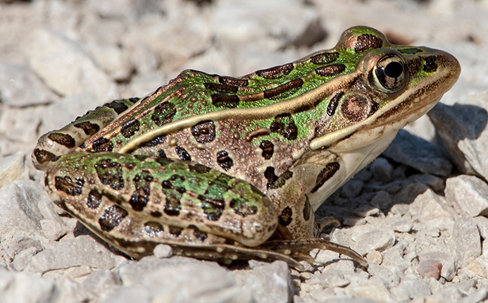 WAFTNorthernLeopardFrog-MKR.jpg