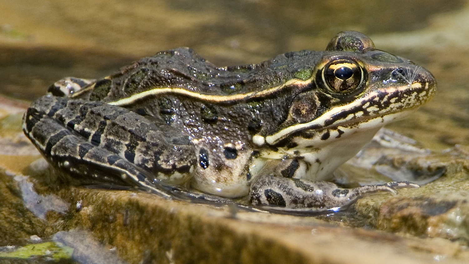 Northern Leopard Frog