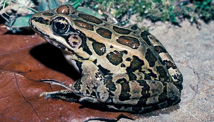 WAFTPickerelFrog-MO.jpg