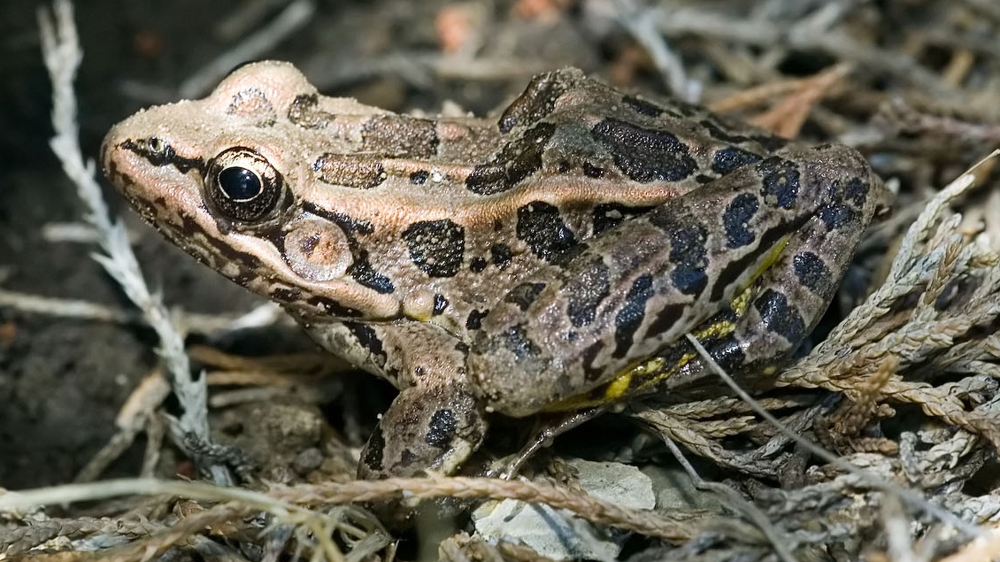 pickerel frog