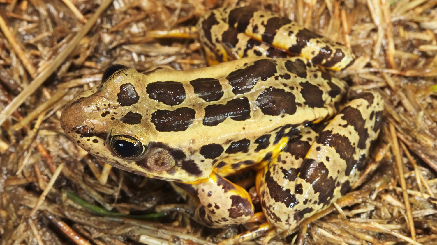 pickerel frog