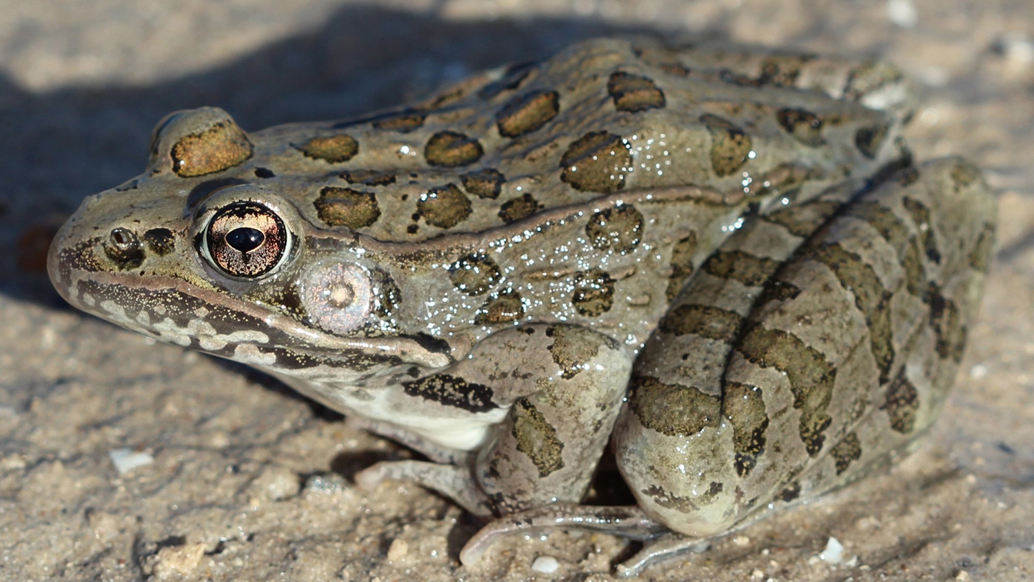 plains leopard frog