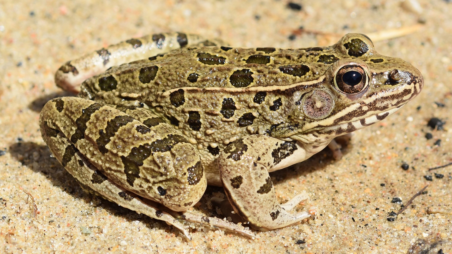 plains leopard frog