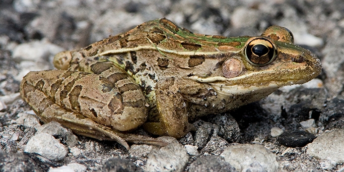 WAFTSouthernLeopardFrog-MKR.jpg