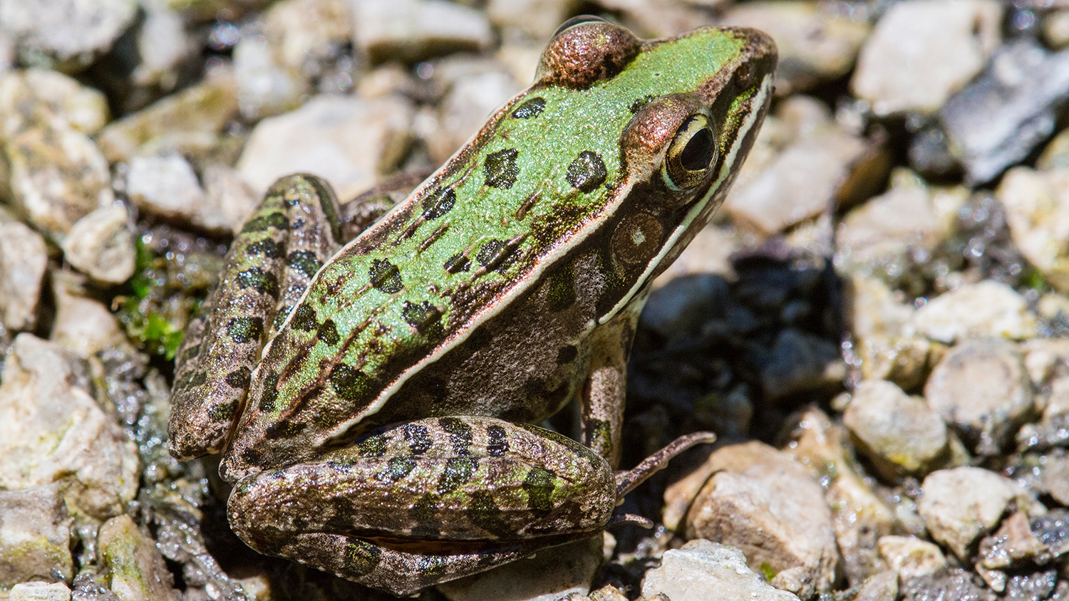 Southern Leopard Frog