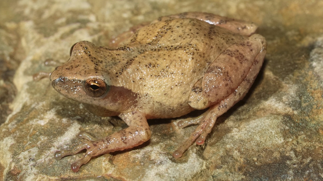 Spring Peeper