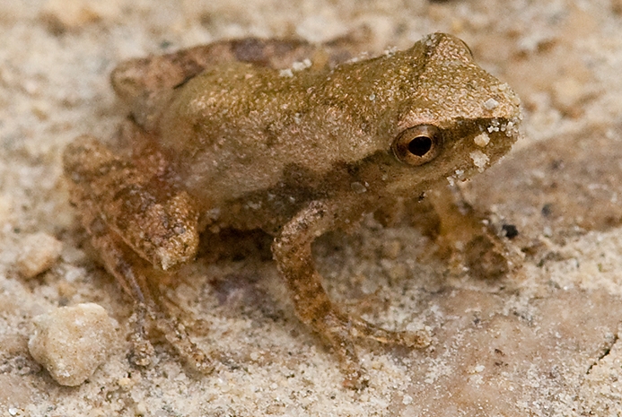 WAFTSpringPeeper-MKR.jpg