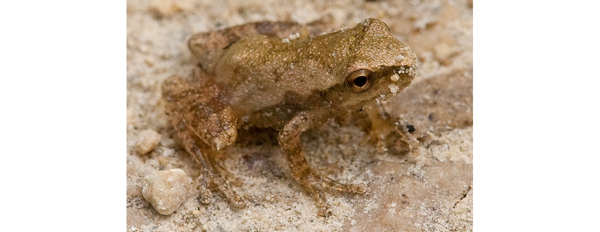 DNR: Fish & Wildlife: Green Frog