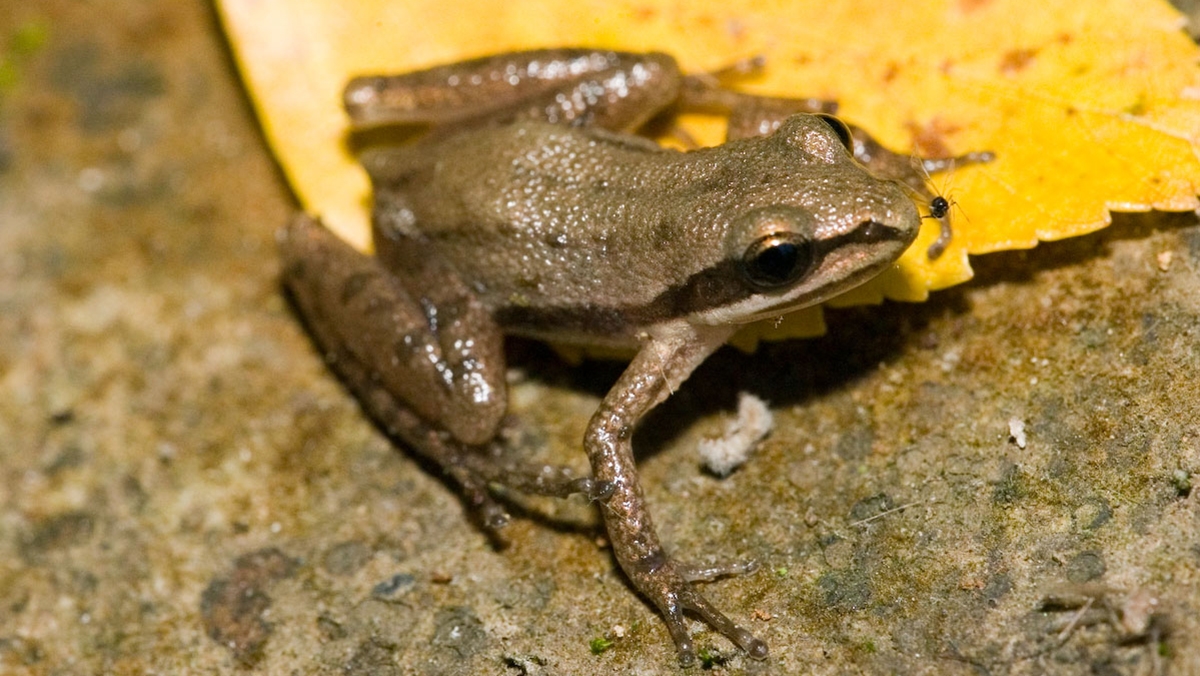upland chorus frog